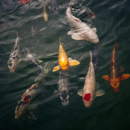 L'auberge Du Cheval Blanc Lembach